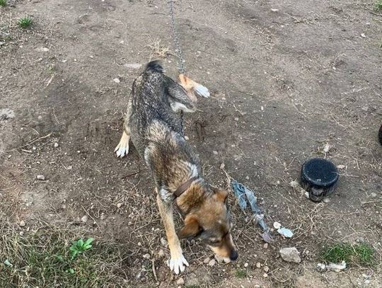 Dzięki dzielnicowemu pies trafił w dobre ręce