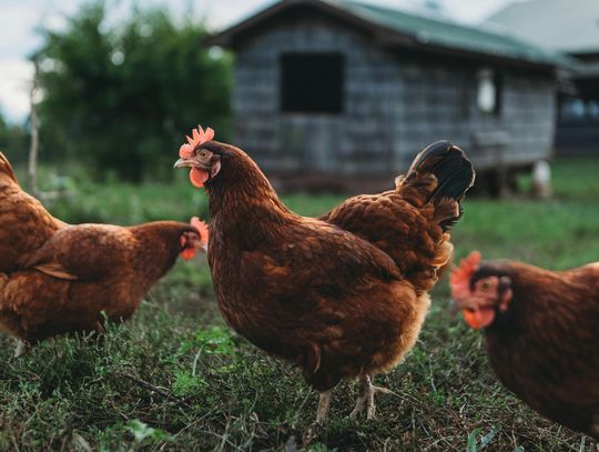Karmidła dla kur - jak dobrać rozwiązanie, które ogranicza straty i ułatwia pracę?