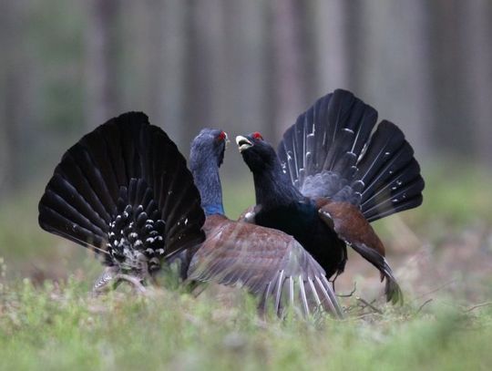 Leśnicy z Głębokiego Brodu odnawiają populację głuszca