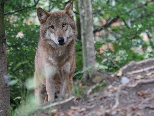 Naukowcy zbadają przyczynę śmierci wilka znalezionego w Półkotach