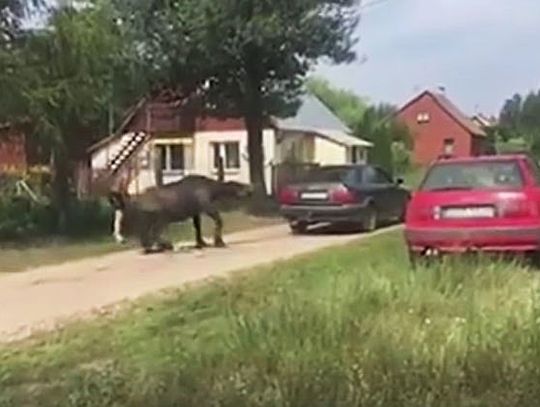 Pod Sejnami ciągnęli konia za samochodem, bili zwierzę batem