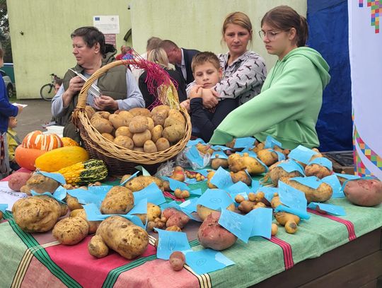 Pogorzelec: Gmina Giby bawiła się na Święcie Ziemniaka (zdjęcia)