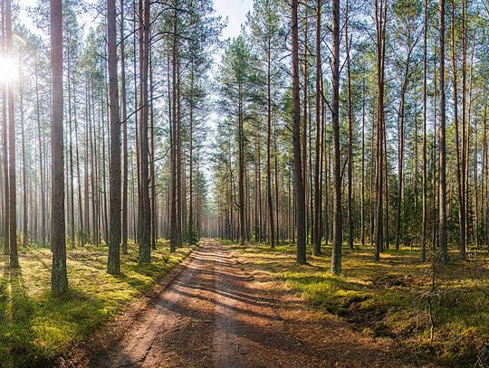 Uwaga na wilki w pobliżu Sejn