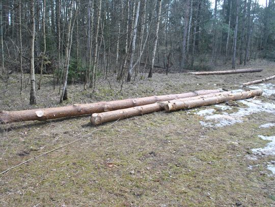 Wyciął i ukradł drzewo z lasu za 6 tys. zł