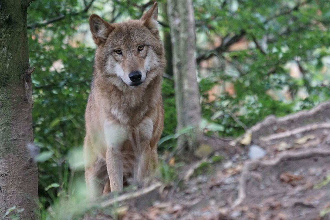 Martwy wilk z Półkot nie padł ofiarą kłusowników