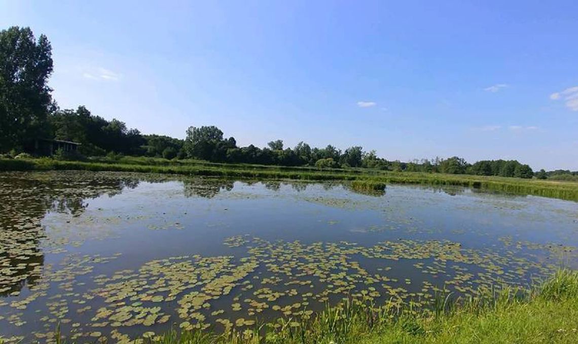 Mężczyzna utonął w stawie