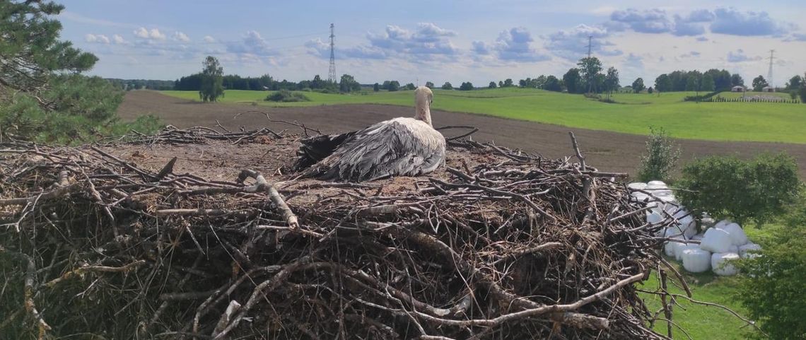 Strażacy uratowali chorego bociana