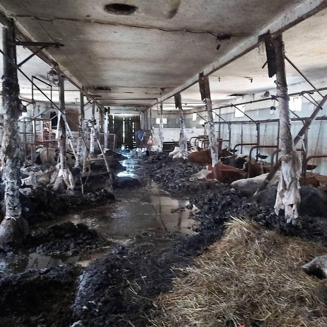 W oborze 38-latka w Gryszkańcach znaleziono 19 sztuk padłego bydła