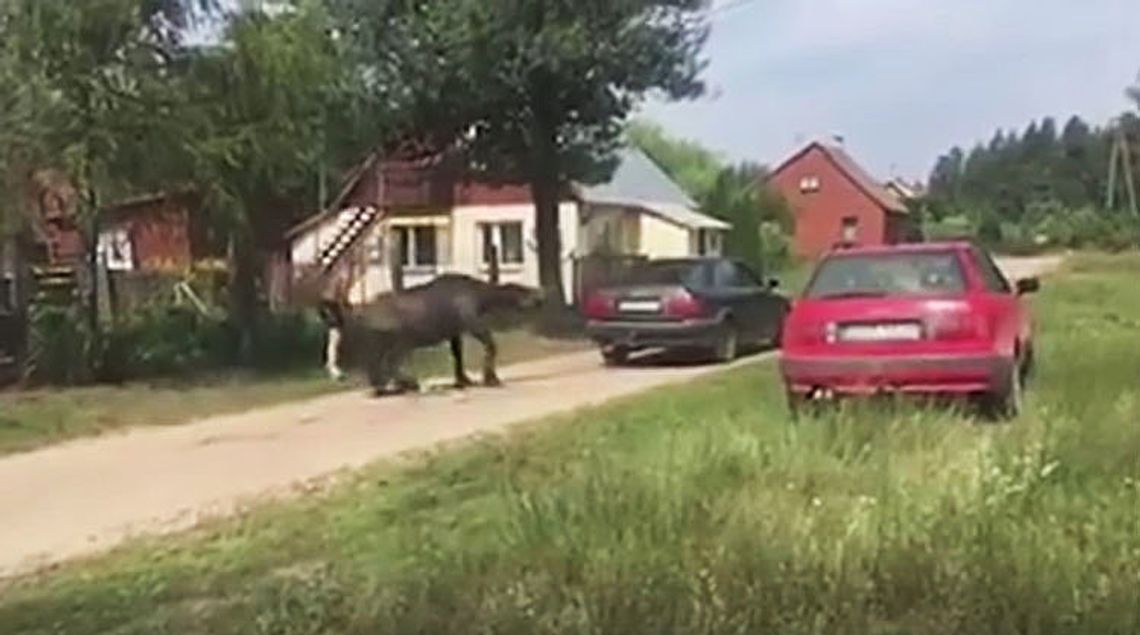 Znęcali się nad koniem w Zelwie, mają już zarzuty